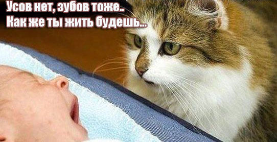 Смешные картинки с надписями до слез Смешные картинки с надписями до слез