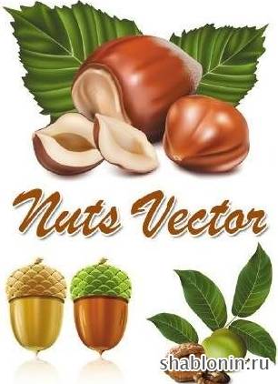Клипарт Nuts в векторе