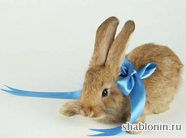Клипарт Кролики с Ленточками / Rabbit JPG Клипарт Кролики с Ленточками / Rabbit JPG