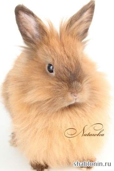 Клипарт Кролики / Photo Rabbits Клипарт Кролики / Photo Rabbits