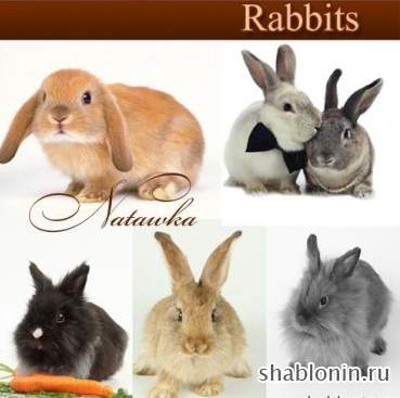   / Photo Rabbits
