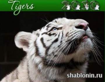 Клипарт тигры / Photo clipart tiger