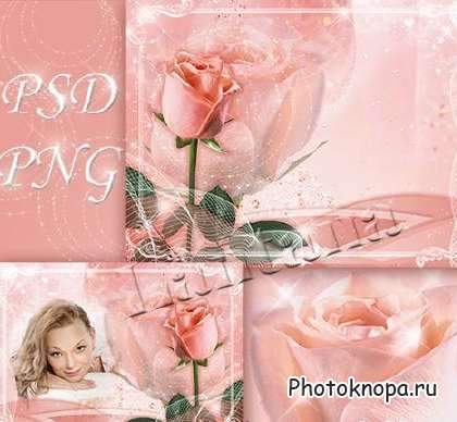 Розовая роза в PSD / Rose
