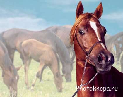 Клипарт пародистые лошади на природе Клипарт пародистые лошади на природе