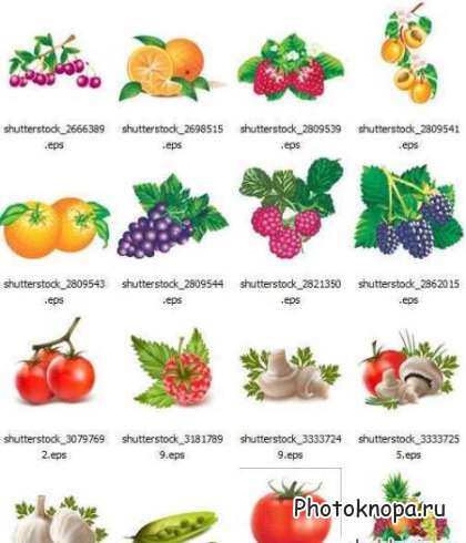 Клипарт спелые фрукты и овощи в векторе