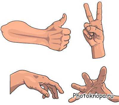 Руки, кисти и жесты в векторе
