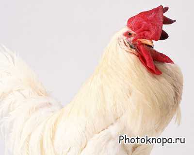 Клипарт Домашние Животные / Animals Photo Клипарт Домашние Животные / Animals Photo