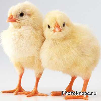 Клипарт Домашние Животные / Animals Photo Клипарт Домашние Животные / Animals Photo