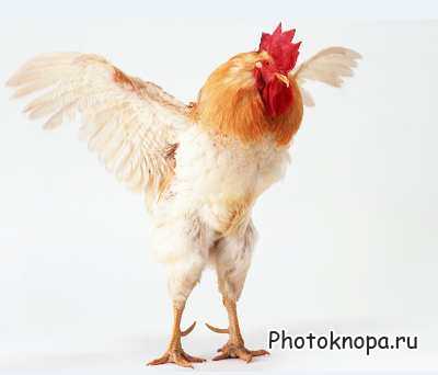 Клипарт Домашние Животные / Animals Photo Клипарт Домашние Животные / Animals Photo
