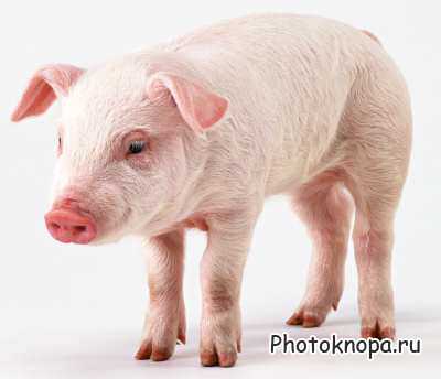 Клипарт Домашние Животные / Animals Photo Клипарт Домашние Животные / Animals Photo