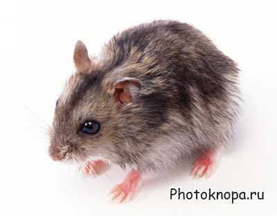 Клипарт Домашние Животные / Animals Photo Клипарт Домашние Животные / Animals Photo