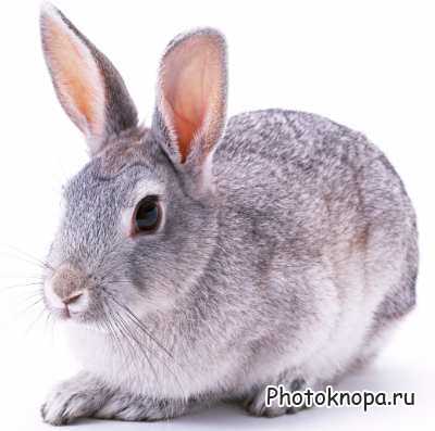 Клипарт Домашние Животные / Animals Photo Клипарт Домашние Животные / Animals Photo