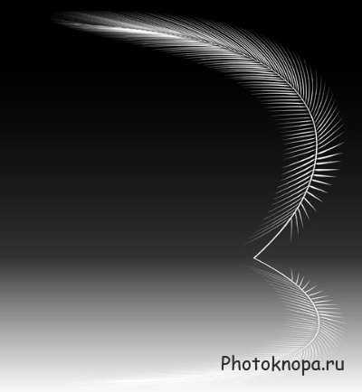Векторные картинки с перьями птиц Векторные картинки с перьями птиц