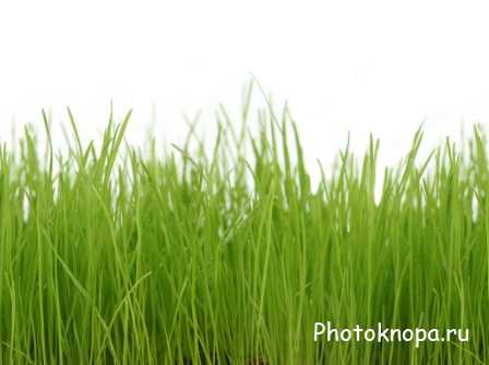 Клипарт зеленая трава / Grass Клипарт зеленая трава / Grass