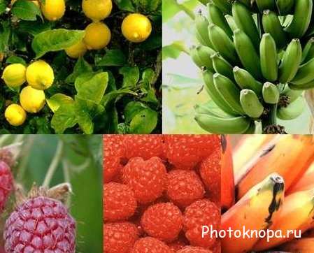 Клипарт фрукты и ягоды / Fruit and berry