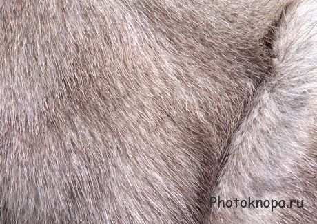 Текстуры для фотошопа меха и шкуры Текстуры для фотошопа меха и шкуры
