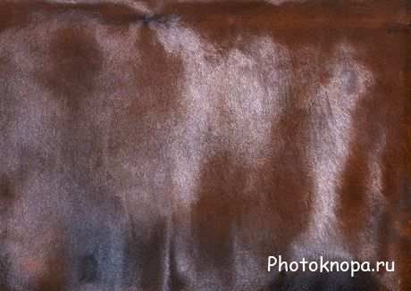 Текстуры для фотошопа меха и шкуры Текстуры для фотошопа меха и шкуры