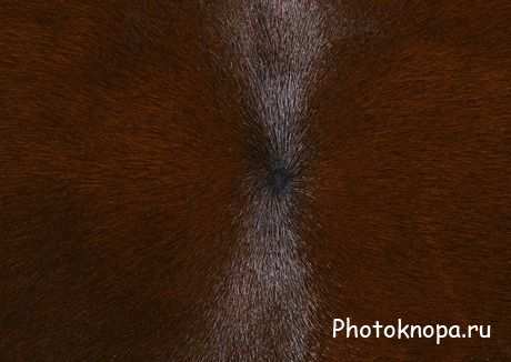 Текстуры для фотошопа меха и шкуры Текстуры для фотошопа меха и шкуры
