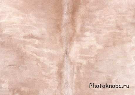 Текстуры для фотошопа меха и шкуры Текстуры для фотошопа меха и шкуры