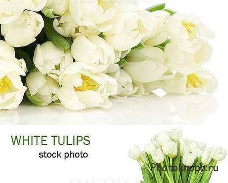 Белые тюльпаны - растровый клипарт