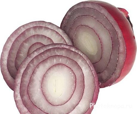 Зеленый и репчатый лук Зеленый и репчатый лук