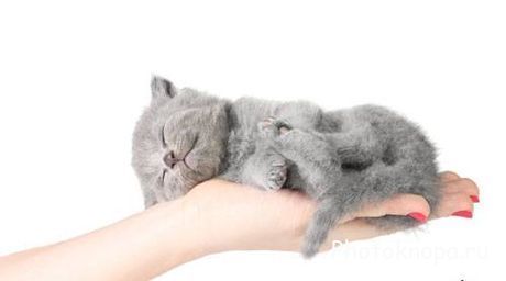 Маленькие пушистые котята - растровый клипарт Маленькие пушистые котята - растровый клипарт