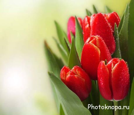Букеты красных и желтых тюльпанов - растровый клипарт