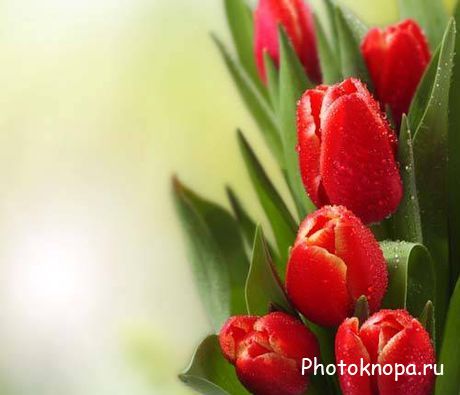 Букеты красных и желтых тюльпанов - растровый клипарт Букеты красных и желтых тюльпанов - растровый клипарт