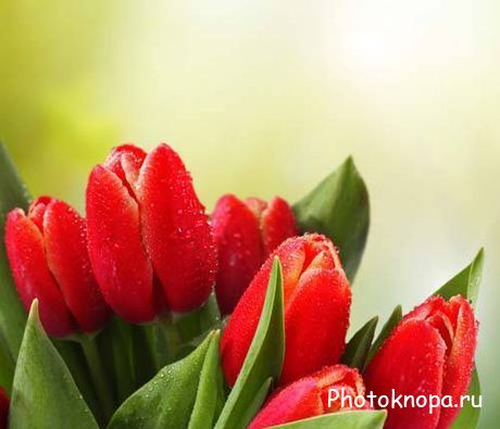 Букеты красных и желтых тюльпанов - растровый клипарт Букеты красных и желтых тюльпанов - растровый клипарт