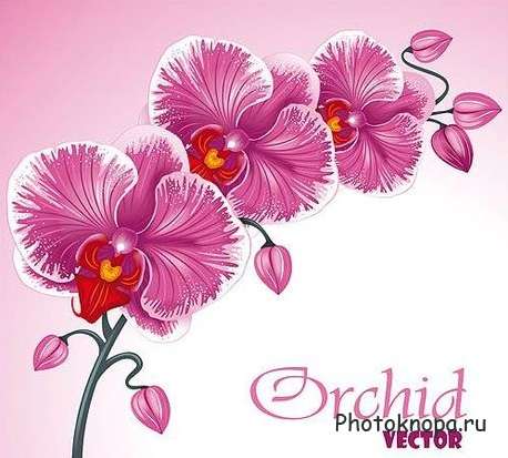 Орхидея в векторе - Orchid Орхидея в векторе - Orchid