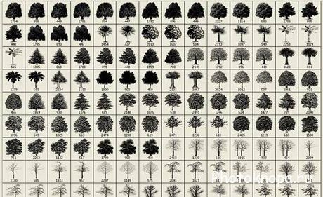 Кисти для фотошопа экзотические деревья - Exotic trees Кисти для фотошопа экзотические деревья - Exotic trees