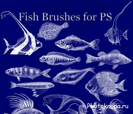     - Fish Brushes
