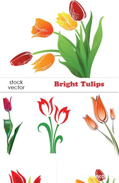 Тюльпаны в векторе - Tulips
