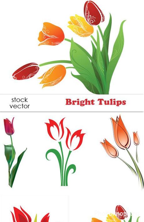Тюльпаны в векторе - Tulips Тюльпаны в векторе - Tulips