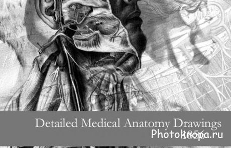 Анатомический атлас кисти для фотошопа - Anatomy Drawings Анатомический атлас кисти для фотошопа - Anatomy Drawings