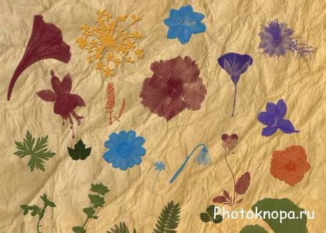 Кисти для Photoshop цветы Гербарии - Flower Brushes Кисти для Photoshop цветы Гербарии - Flower Brushes