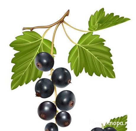 Ягоды в векторе Ягоды в векторе