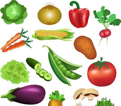 Овощи векторный клипарт - vegetables Овощи векторный клипарт - vegetables