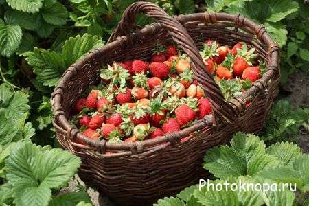 Клубника - растровый клипарт Клубника - растровый клипарт