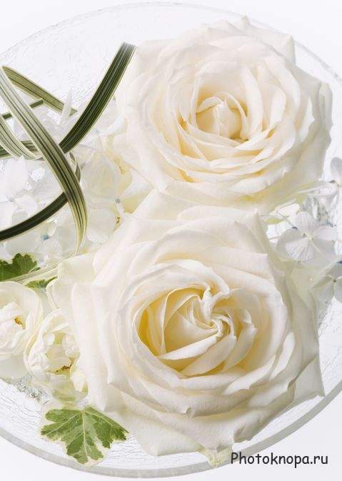 Клипарт белые розы