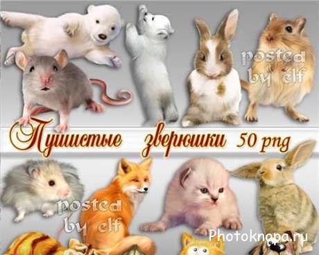 Лесные животные на прозрачном фоне - PNG картинки для фотошопа Лесные животные на прозрачном фоне - PNG картинки для фотошопа