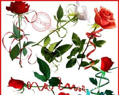 Красные розы с красными ленточками на прозрачном фоне - PSD клипарт