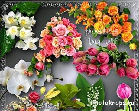 Цветы, букеты на прозрачном фоне - PNG картинки для фотошопа Цветы, букеты на прозрачном фоне - PNG картинки для фотошопа