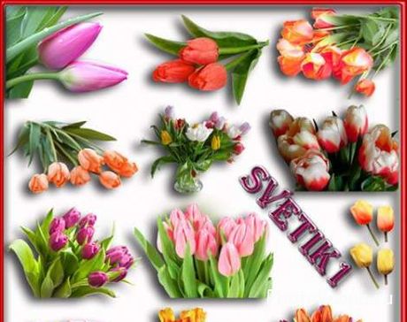 Тюльпаны на прозрачном фоне - PNG клипарт для фотошопа