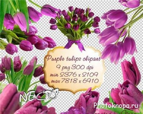 Тюльпаны на прозрачном фоне - PNG клипарт для фотошопа Тюльпаны на прозрачном фоне - PNG клипарт для фотошопа