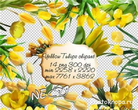 Жёлтые тюльпаны в PNG для фотошопа