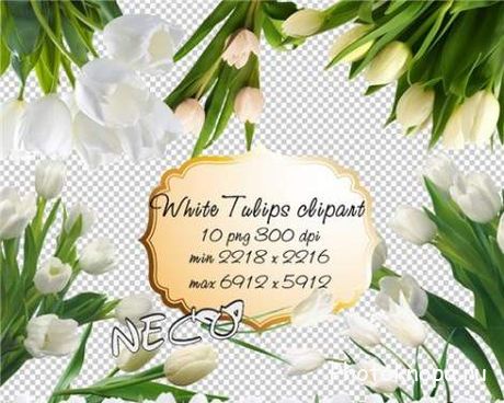 Белые тюльпаны в PNG для фотошопа
