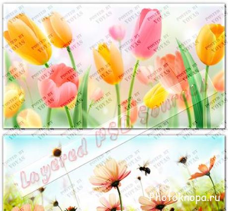 Тюльпаны и летние полевые цветы в PSD для фотошопа