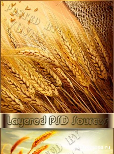Пшеничное поле и колоски пшеницы в PSD для фотошопа