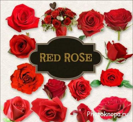 Красные розы в PNG для фотошопа